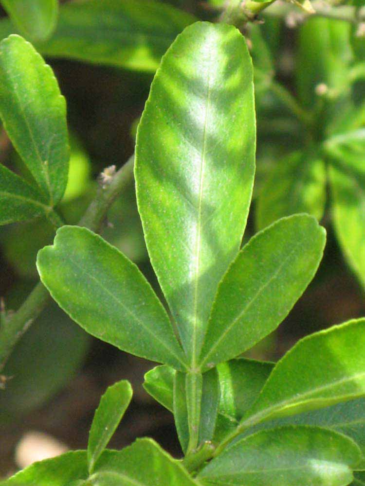            Trifoliolate leaf (Riverside, CA)   